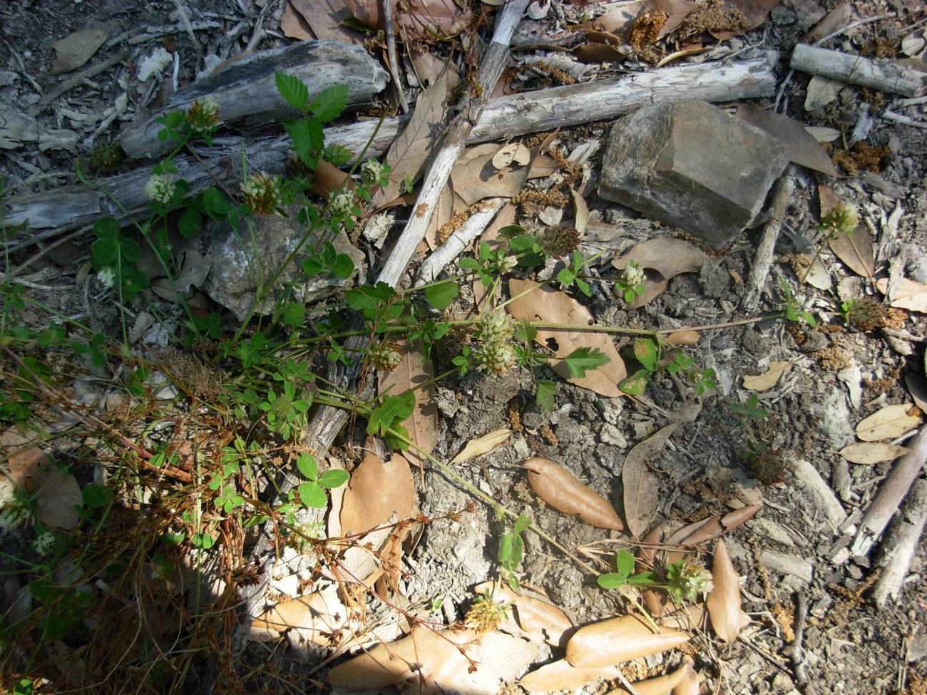 Trifolium pallidum Waldst. & Kit. / Trifoglio pallido